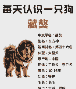 藏獒4个月了怎么养殖