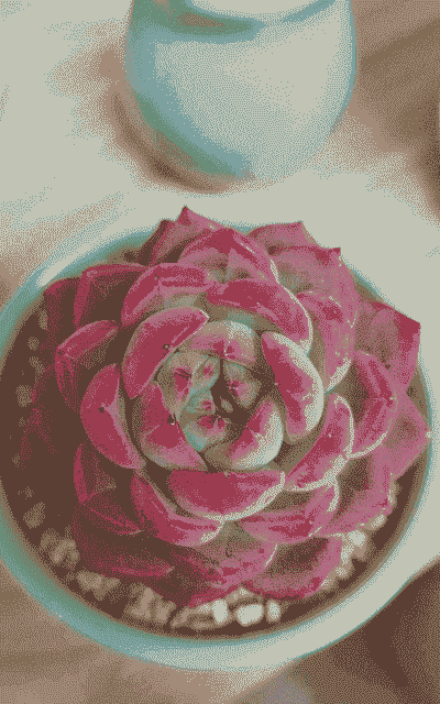 多肉植物红凤凰怎么养殖