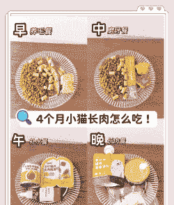 4个月大猫怎么养殖