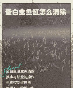 蛋白重怎么养殖才能成功