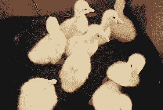 毛茸茸的小鹅怎么养殖