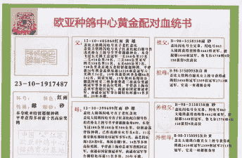 信鸽养殖基地名字怎么取