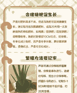 又大又厚的芦荟怎么养殖