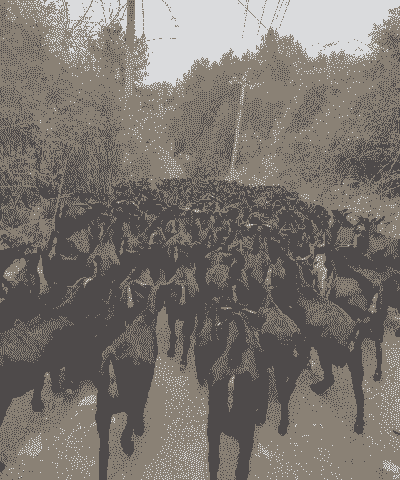 自己养殖的山羊怎么样