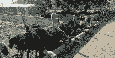 鸵鸟养殖度假屋怎么样