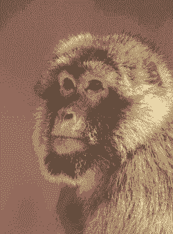 怎么能养殖恒河猴子呢