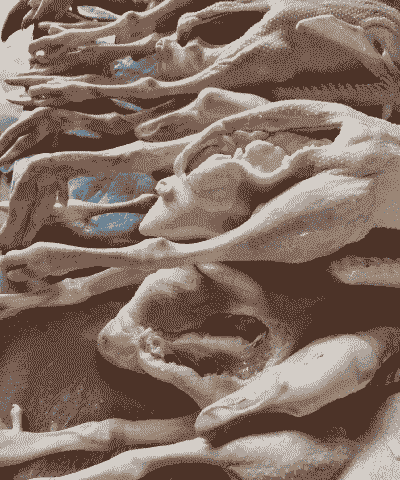 广西养殖白条鹅怎么样