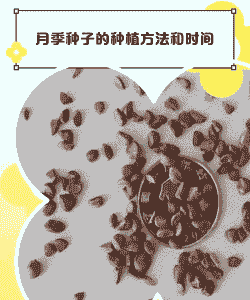 月季花种子怎么养殖的