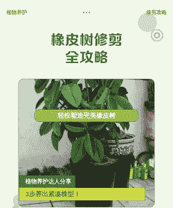 橡皮树修剪完怎么养殖