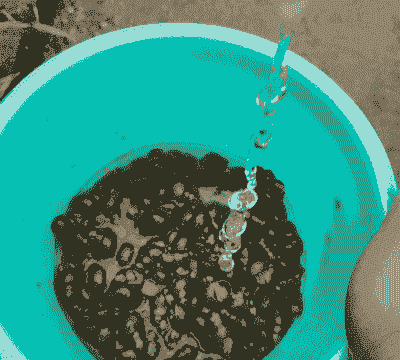 在河里捞的田螺怎么养殖