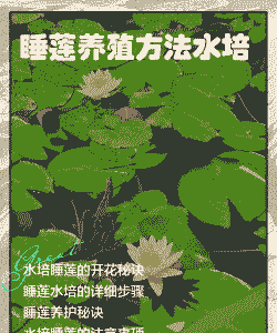 睡莲怎么养殖长的茂盛