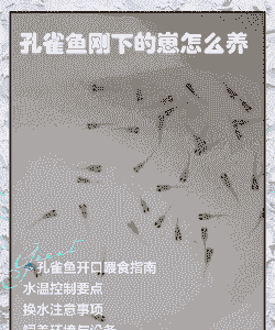 很小的孔雀鱼怎么养殖