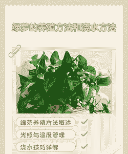 人工养殖的绿萝怎么浇水
