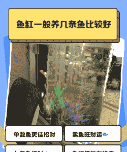 水族箱养殖金鱼怎么放