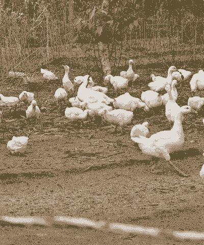 小鹅在菜地里怎么养殖