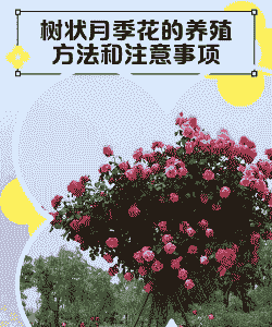 月季花怎么养殖成树状