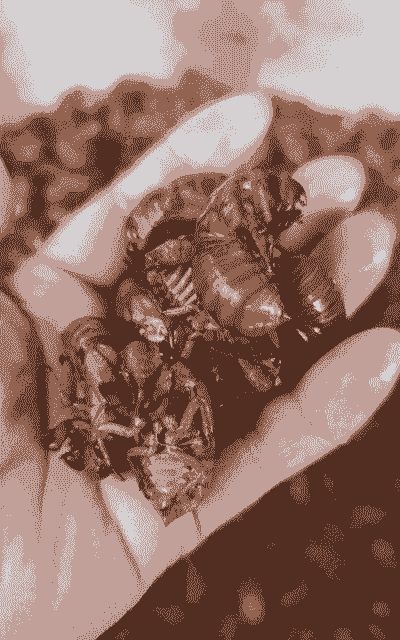 爬拉猴怎么人工养殖