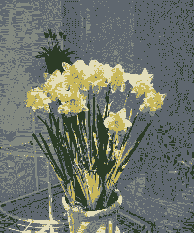 郁金香洋水仙怎么养殖