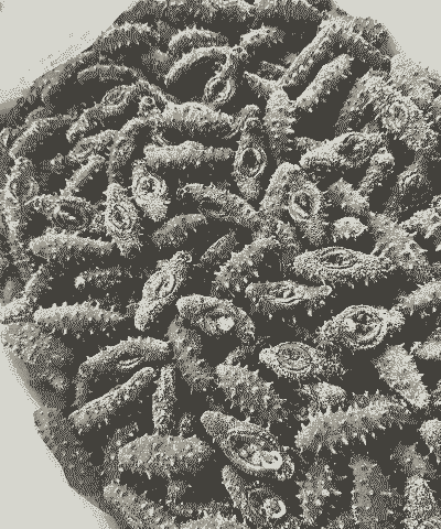 韩国海参养殖工资怎么样