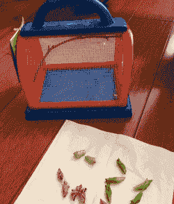 孵出来的蝴蝶怎么养殖