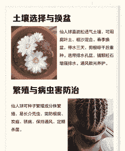 仙人球养殖怎么修剪图解