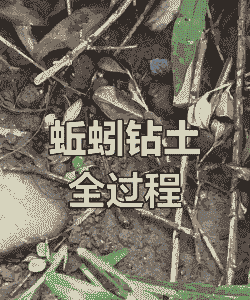 大面积养殖蚯蚓怎么挖洞