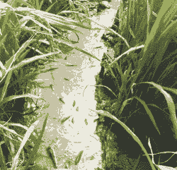 养殖泥鳅的销路怎么弄