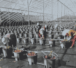 春天大棚里怎么养殖蓝莓