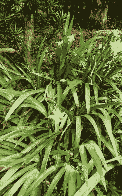 上海兰花鸢尾怎么样养殖