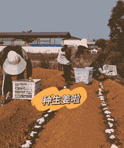 种植生姜高产技术