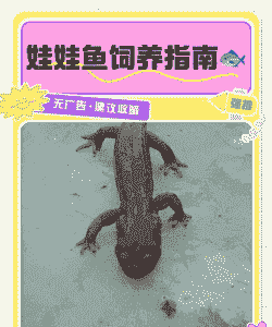 宠物彩色娃娃鱼怎么养殖