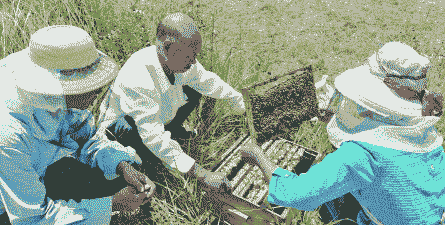 网购的蜜蜂怎么管理养殖