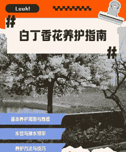 白色丁香花怎么养殖