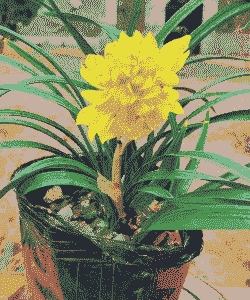 冬天怎么养殖黄金牡丹花