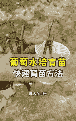 葡萄小苗上盆后怎么养殖