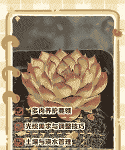 安徽的多肉夏天怎么养殖