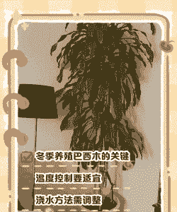 巴西木冬季怎么养殖方法