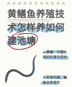 居民楼里怎么养殖黄鳝鱼