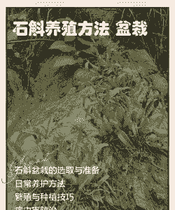 贵州进口石斛怎么样养殖