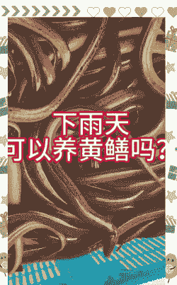 雨水多养殖黄鳝怎么办