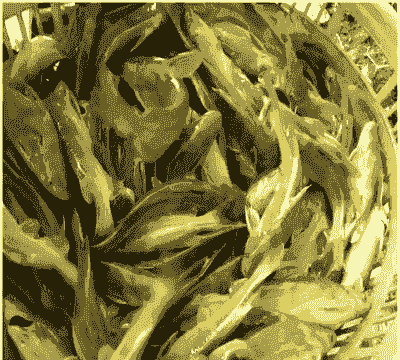 黄辣丁高温天气怎么养殖