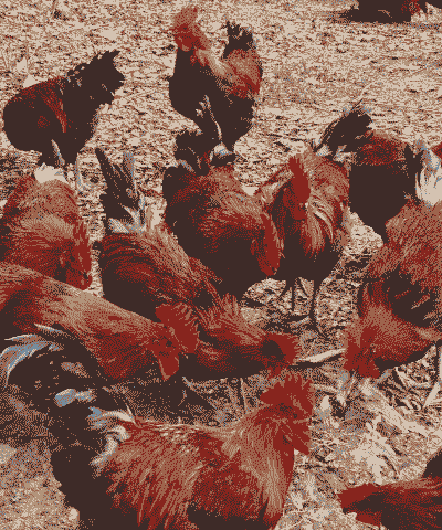 大山深处养殖面积怎么算