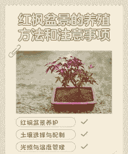 加拿大红枫夏天怎么养殖