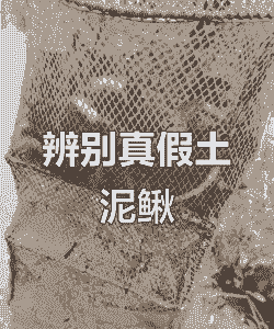 泥鳅怎么分养殖和野生