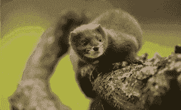 荷兰水貂养殖前景怎么样