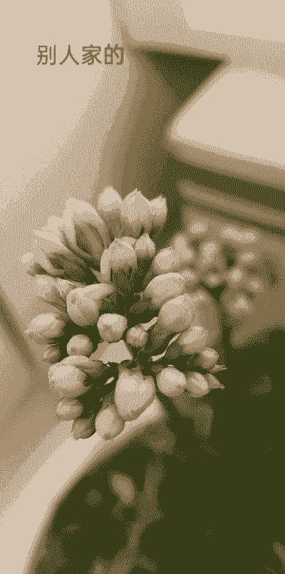 没有开的花怎么养殖的