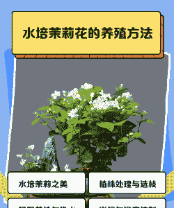 茉莉花丛林盆景怎么养殖
