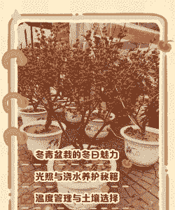 东营冬青盆景怎么样养殖