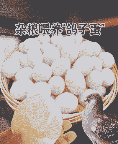 刚买的鸽子蛋怎么养殖