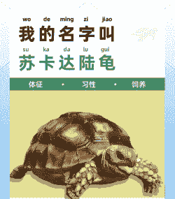 养殖陆龟怎么赚钱快